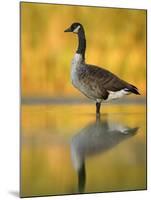 Portrait of Canada Goose Standing in Water, Queens, New York City, New York, USA-Arthur Morris-Mounted Photographic Print