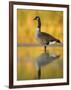 Portrait of Canada Goose Standing in Water, Queens, New York City, New York, USA-Arthur Morris-Framed Photographic Print