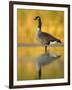 Portrait of Canada Goose Standing in Water, Queens, New York City, New York, USA-Arthur Morris-Framed Photographic Print