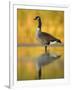 Portrait of Canada Goose Standing in Water, Queens, New York City, New York, USA-Arthur Morris-Framed Photographic Print