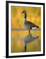 Portrait of Canada Goose Standing in Water, Queens, New York City, New York, USA-Arthur Morris-Framed Photographic Print