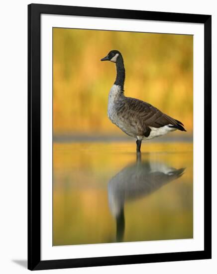 Portrait of Canada Goose Standing in Water, Queens, New York City, New York, USA-Arthur Morris-Framed Photographic Print
