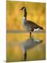 Portrait of Canada Goose Standing in Water, Queens, New York City, New York, USA-Arthur Morris-Mounted Photographic Print