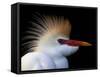 Portrait of Cattle Egret in Breeding Plumage, St. Augustine Alligator Farm, St. Augustine, Florida-Arthur Morris-Framed Stretched Canvas