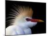 Portrait of Cattle Egret in Breeding Plumage, St. Augustine Alligator Farm, St. Augustine, Florida-Arthur Morris-Mounted Photographic Print