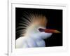 Portrait of Cattle Egret in Breeding Plumage, St. Augustine Alligator Farm, St. Augustine, Florida-Arthur Morris-Framed Photographic Print