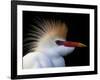 Portrait of Cattle Egret in Breeding Plumage, St. Augustine Alligator Farm, St. Augustine, Florida-Arthur Morris-Framed Photographic Print