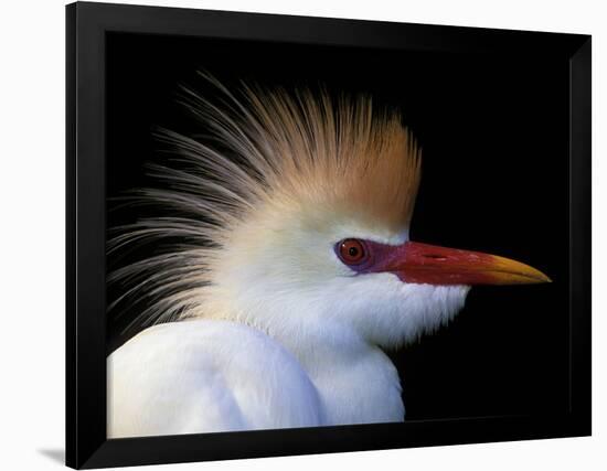 Portrait of Cattle Egret in Breeding Plumage, St. Augustine Alligator Farm, St. Augustine, Florida-Arthur Morris-Framed Photographic Print