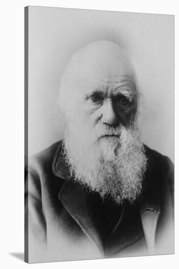 Portrait of Charles Darwin-null-Stretched Canvas