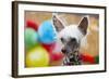 Portrait of Chinese Crested Dog - Copy Space-Jaromir Chalabala-Framed Photographic Print