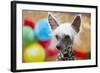 Portrait of Chinese Crested Dog - Copy Space-Jaromir Chalabala-Framed Photographic Print