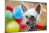 Portrait of Chinese Crested Dog - Copy Space-Jaromir Chalabala-Mounted Photographic Print