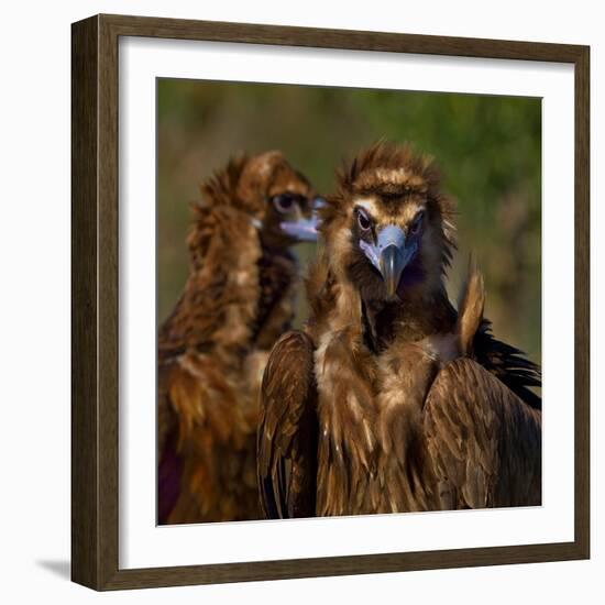 Portrait of Cinereous vulture, Spain-Loic Poidevin-Framed Photographic Print