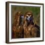 Portrait of Cinereous vulture, Spain-Loic Poidevin-Framed Photographic Print