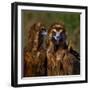 Portrait of Cinereous vulture, Spain-Loic Poidevin-Framed Photographic Print