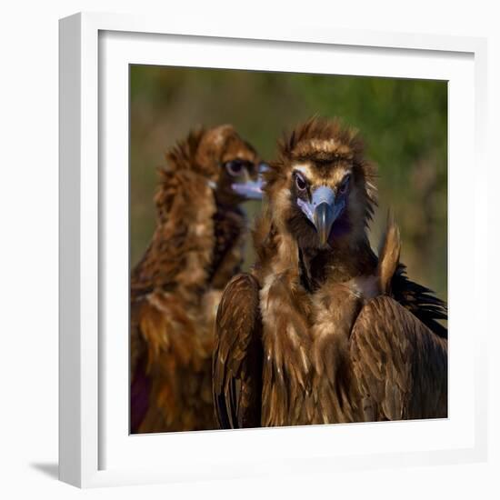 Portrait of Cinereous vulture, Spain-Loic Poidevin-Framed Photographic Print