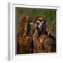Portrait of Cinereous vulture, Spain-Loic Poidevin-Framed Photographic Print