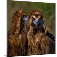Portrait of Cinereous vulture, Spain-Loic Poidevin-Mounted Photographic Print