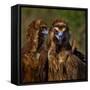 Portrait of Cinereous vulture, Spain-Loic Poidevin-Framed Stretched Canvas