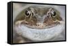 Portrait of Common Frog (Rana Temporaria) in Garden Pond, Warwickshire, England, UK, March-Mark Hamblin-Framed Stretched Canvas