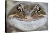 Portrait of Common Frog (Rana Temporaria) in Garden Pond, Warwickshire, England, UK, March-Mark Hamblin-Stretched Canvas