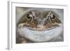 Portrait of Common Frog (Rana Temporaria) in Garden Pond, Warwickshire, England, UK, March-Mark Hamblin-Framed Photographic Print