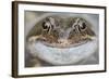 Portrait of Common Frog (Rana Temporaria) in Garden Pond, Warwickshire, England, UK, March-Mark Hamblin-Framed Photographic Print