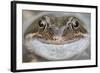 Portrait of Common Frog (Rana Temporaria) in Garden Pond, Warwickshire, England, UK, March-Mark Hamblin-Framed Photographic Print