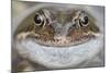 Portrait of Common Frog (Rana Temporaria) in Garden Pond, Warwickshire, England, UK, March-Mark Hamblin-Mounted Photographic Print