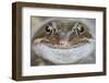 Portrait of Common Frog (Rana Temporaria) in Garden Pond, Warwickshire, England, UK, March-Mark Hamblin-Framed Photographic Print