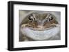 Portrait of Common Frog (Rana Temporaria) in Garden Pond, Warwickshire, England, UK, March-Mark Hamblin-Framed Photographic Print