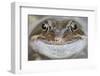 Portrait of Common Frog (Rana Temporaria) in Garden Pond, Warwickshire, England, UK, March-Mark Hamblin-Framed Photographic Print