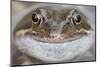 Portrait of Common Frog (Rana Temporaria) in Garden Pond, Warwickshire, England, UK, March-Mark Hamblin-Mounted Photographic Print