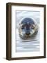 Portrait of Common Seal (Phoca Vitulina) at the Surface-Alex Mustard-Framed Photographic Print