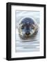 Portrait of Common Seal (Phoca Vitulina) at the Surface-Alex Mustard-Framed Photographic Print