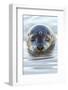 Portrait of Common Seal (Phoca Vitulina) at the Surface-Alex Mustard-Framed Photographic Print