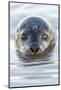 Portrait of Common Seal (Phoca Vitulina) at the Surface-Alex Mustard-Mounted Photographic Print