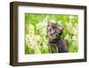 Portrait of Cute Little Kitten Outdoors in Flowers-vvvita-Framed Photographic Print