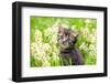Portrait of Cute Little Kitten Outdoors in Flowers-vvvita-Framed Photographic Print