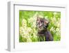 Portrait of Cute Little Kitten Outdoors in Flowers-vvvita-Framed Photographic Print