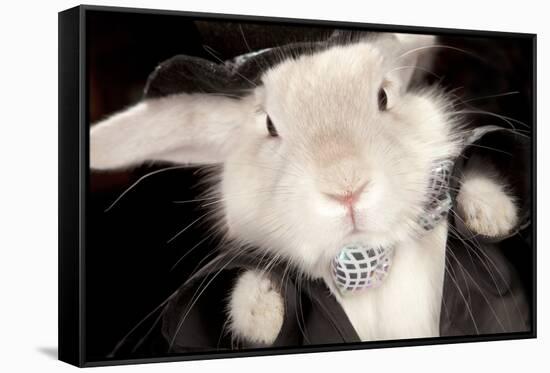 Portrait Of Cute Rabbit In Top Hat And Bow-Tie. Isolated On Dark Background-PH.OK-Framed Stretched Canvas