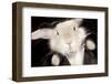 Portrait Of Cute Rabbit In Top Hat And Bow-Tie. Isolated On Dark Background-PH.OK-Framed Premium Photographic Print