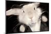 Portrait Of Cute Rabbit In Top Hat And Bow-Tie. Isolated On Dark Background-PH.OK-Mounted Premium Photographic Print