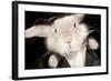 Portrait Of Cute Rabbit In Top Hat And Bow-Tie. Isolated On Dark Background-PH.OK-Framed Photographic Print