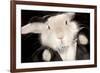 Portrait Of Cute Rabbit In Top Hat And Bow-Tie. Isolated On Dark Background-PH.OK-Framed Photographic Print