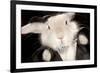 Portrait Of Cute Rabbit In Top Hat And Bow-Tie. Isolated On Dark Background-PH.OK-Framed Photographic Print