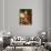 Portrait of Don Ferdinando I De Borbon-Johann Zoffany-Giclee Print displayed on a wall