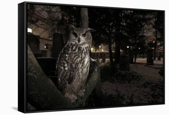 Portrait of Eagle Owl (Bubo Bubo) in Tree at Dusk. Freiburg Im Breisgau, Germany, January-Klaus Echle-Framed Stretched Canvas