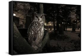 Portrait of Eagle Owl (Bubo Bubo) in Tree at Dusk. Freiburg Im Breisgau, Germany, January-Klaus Echle-Framed Stretched Canvas
