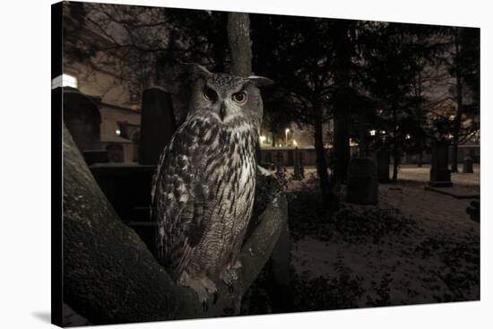 Portrait of Eagle Owl (Bubo Bubo) in Tree at Dusk. Freiburg Im Breisgau, Germany, January-Klaus Echle-Stretched Canvas